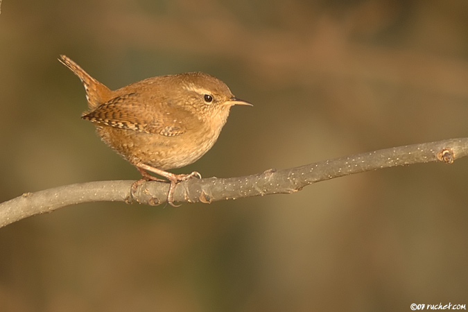 Troglodyte Mignon Troglodytes Troglodytes Fort De Saint